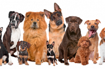 #CES2020 SmartOsso, l’os connecté pour suivre la santé de votre chien