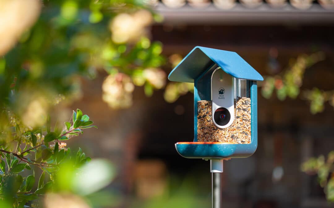 Bird Buddy, la Mangeoire à oiseaux connectée