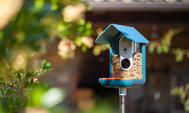 Bird Buddy, la Mangeoire à oiseaux connectée